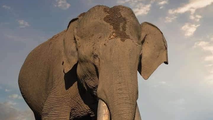 A tusker in Bandipur Tiger Reserve.
