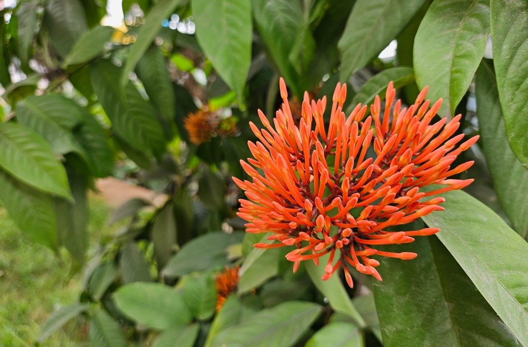 Samsung Galaxy Z Flip5's camera sample