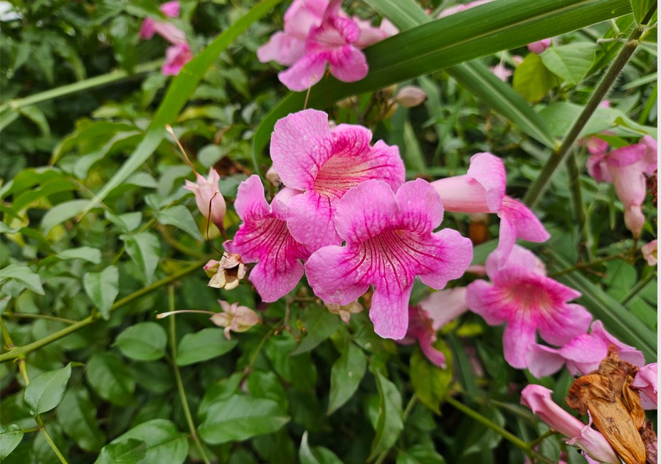 Samsung Galaxy Z Fold5's camera sample