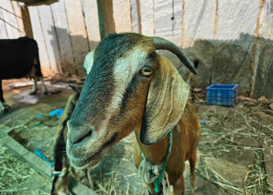 Samsung Galaxy Z Fold5's camera sample 