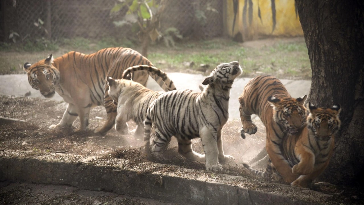 Tiger cubs found dead at Tamil Nadu reserve; probe ordered