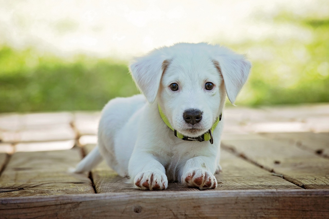 Whether dogs can learn words for more abstract concepts and whether the average house pet can communicate in a more complex way remain controversial questions.