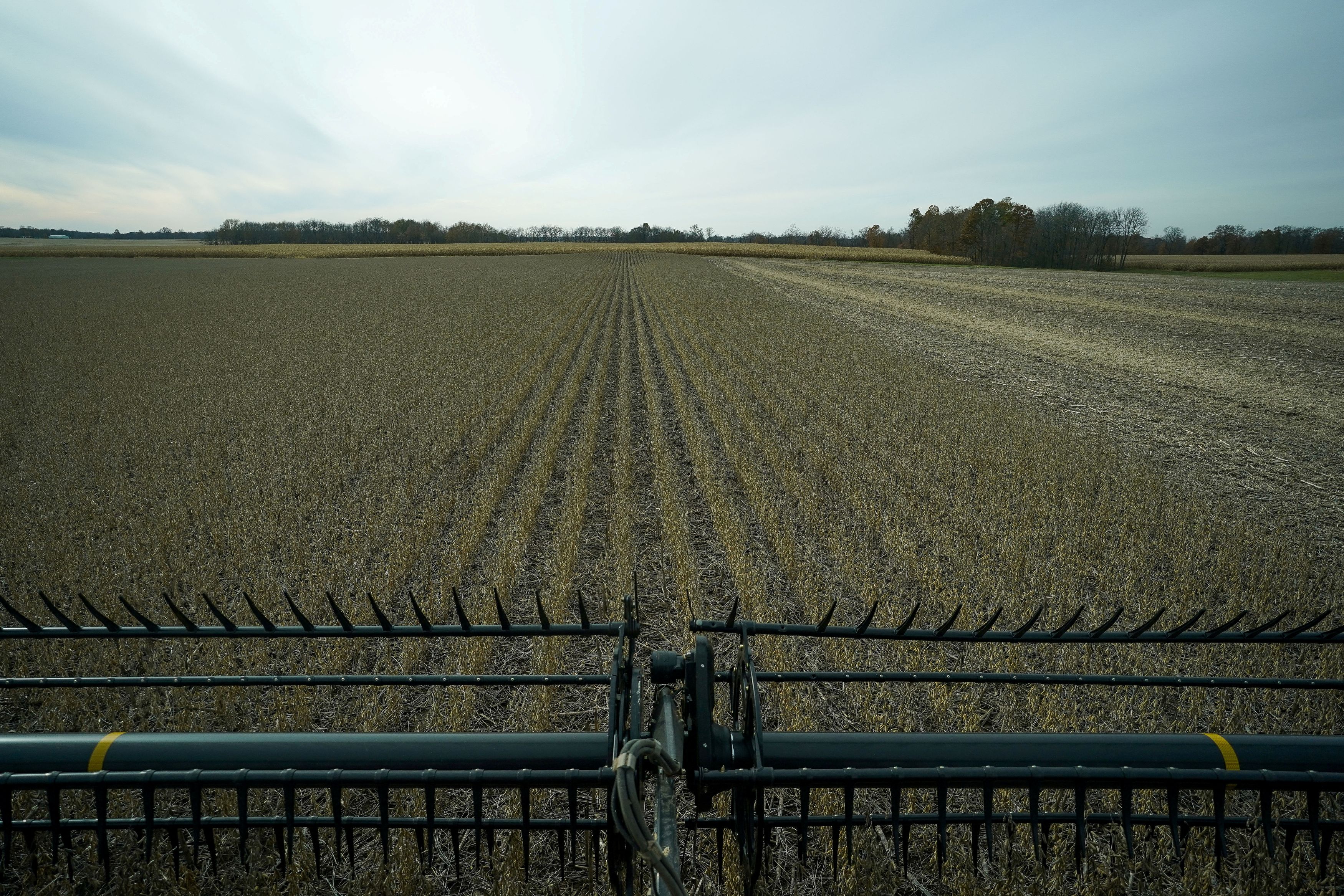 Soybeans are harvested from a field on Hodgen Farm in Roachdale, Indiana, U.S. November 8, 2019. Picture taken November 8, 2019. 