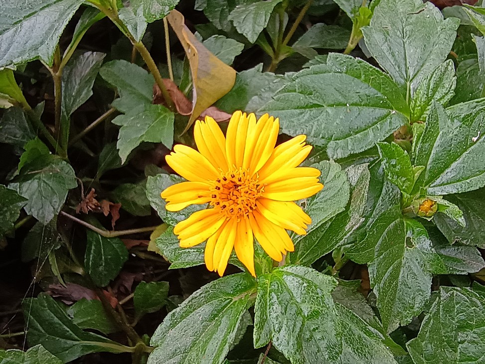 Motorola Moto G54 5G's camera sample.