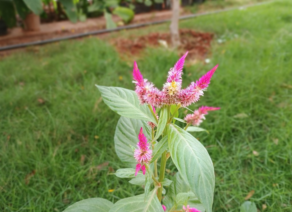 Motorola Moto G54 5G's camera sample.