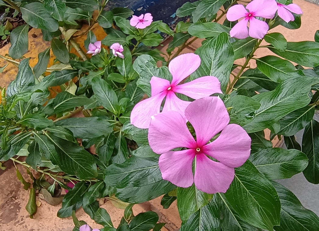 Motorola Moto G54 5G's camera sample.