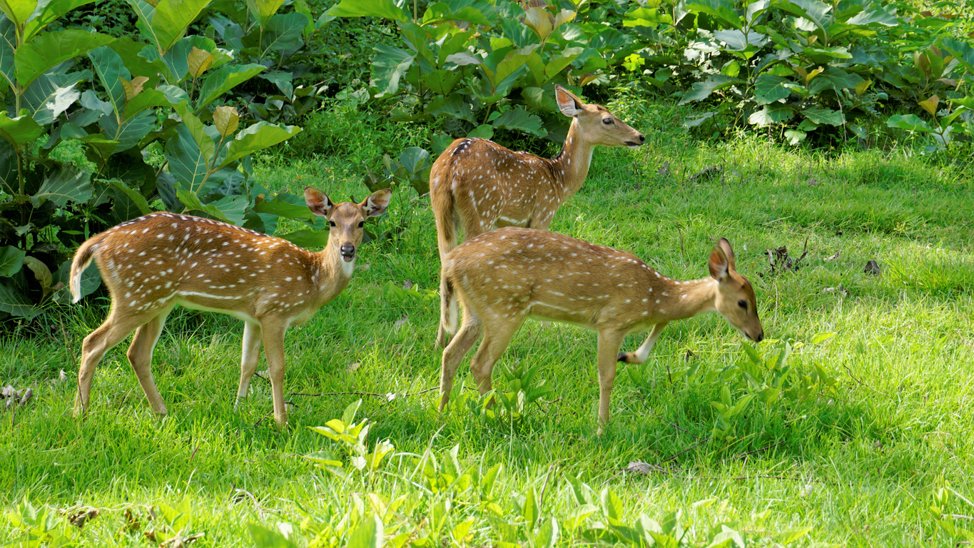 Invasive plants, pests choke out native biodiversity