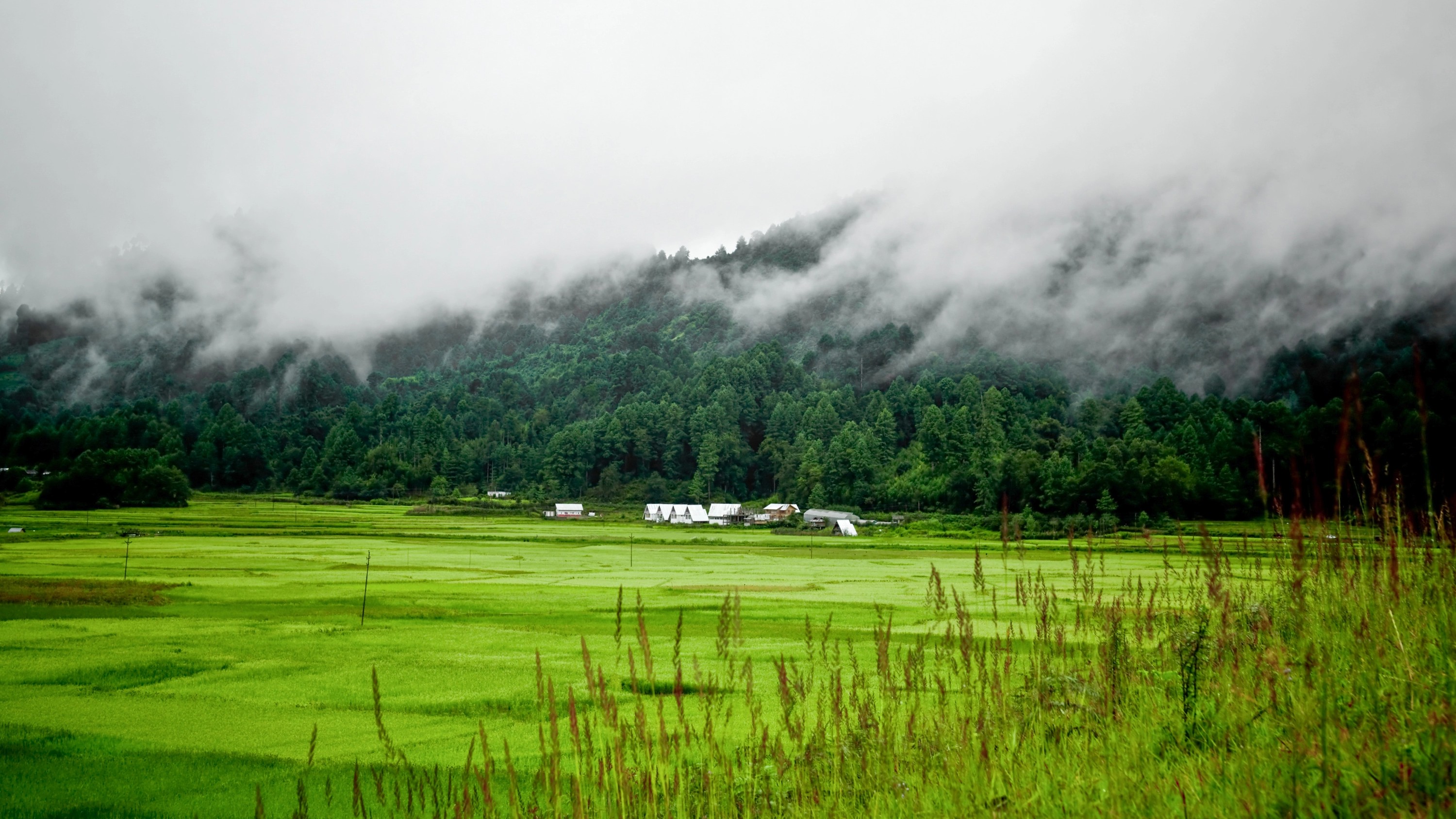 Ziro’s hills are alive with music 
