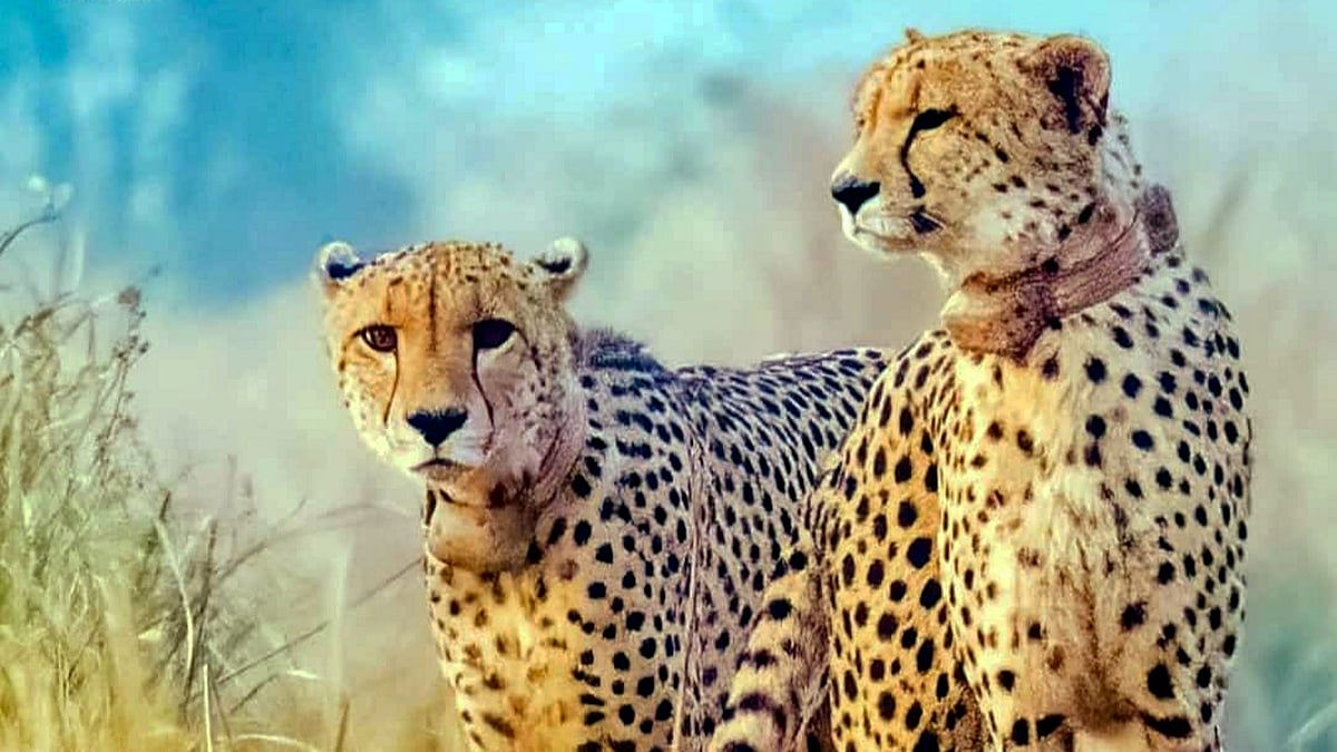 Project Cheetah | India to welcome 3rd batch of African cheetahs by ...