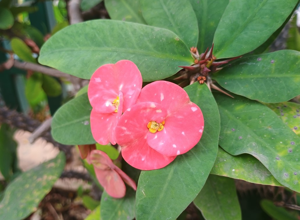 Motorola Moto G54 5G's camera sample.