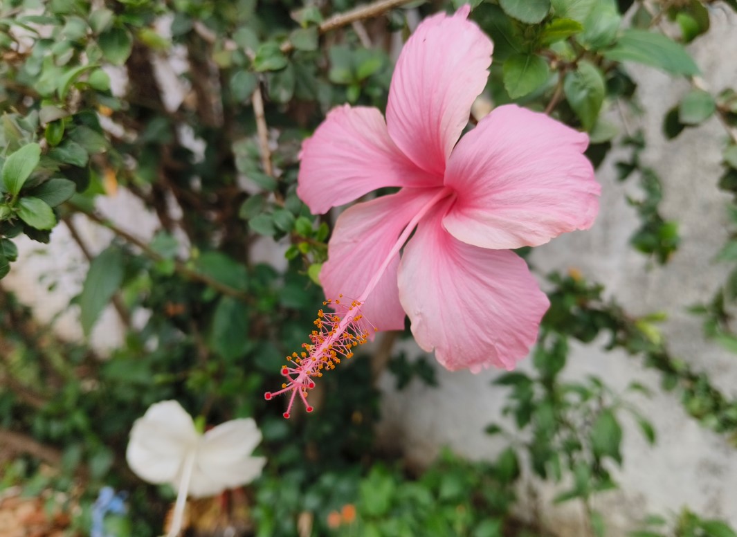 iQOO Z7 Pro 5G's camera sample.