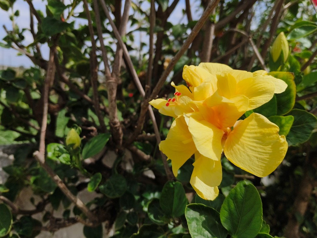 iQOO Z7 Pro 5G's camera sample.