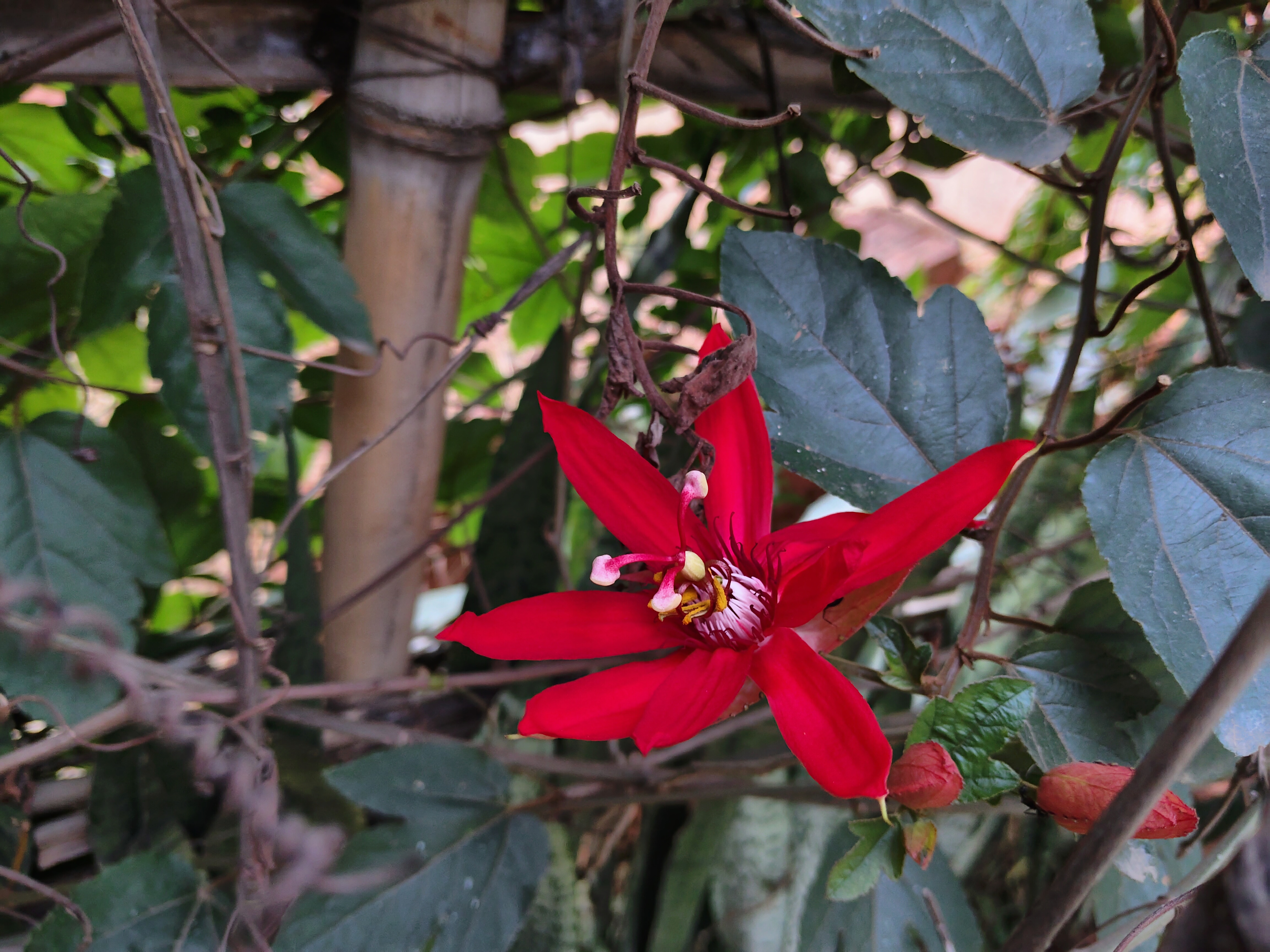Vivo V29e camera sample.