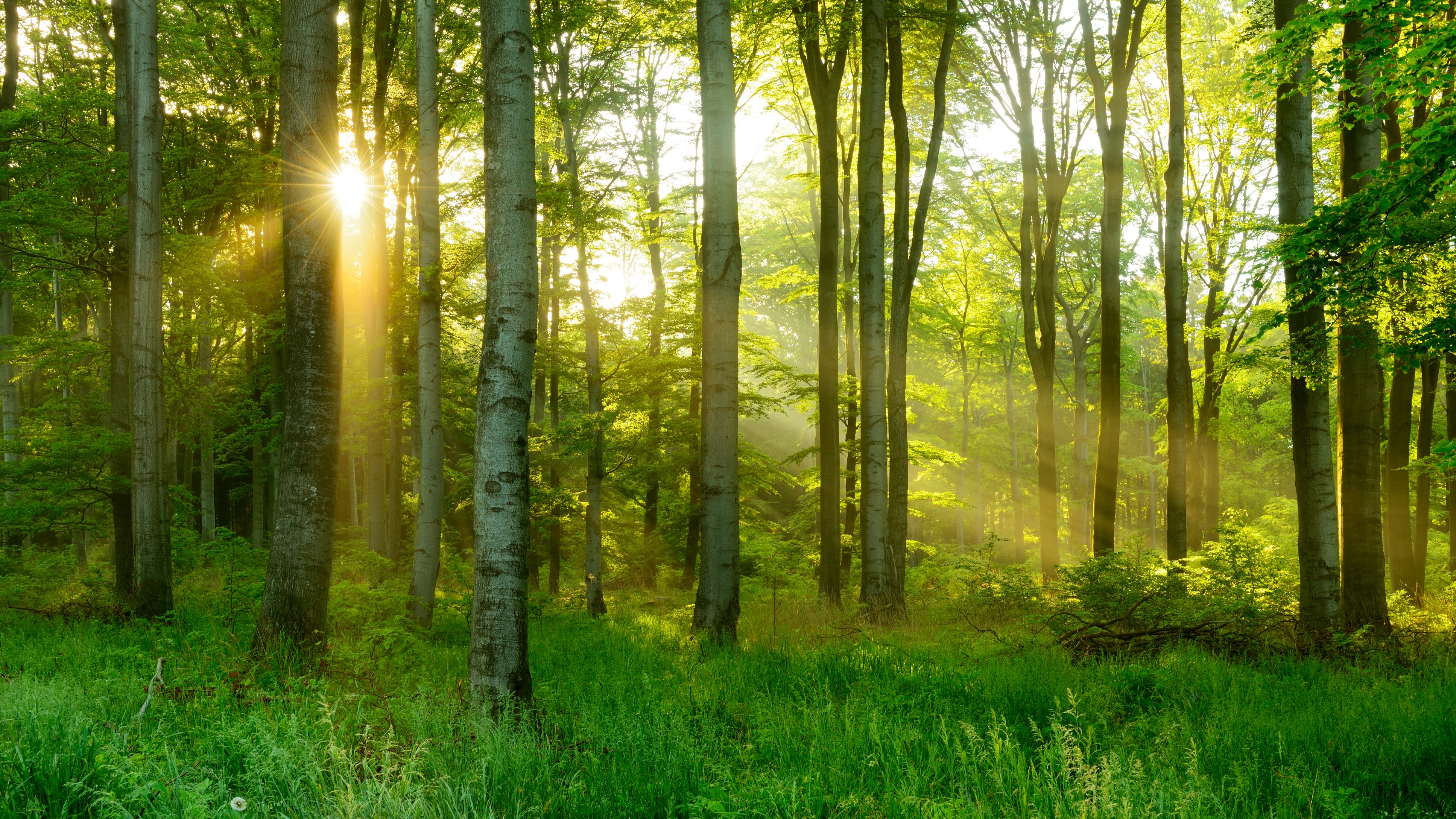 Can’t see the forest for the trees?