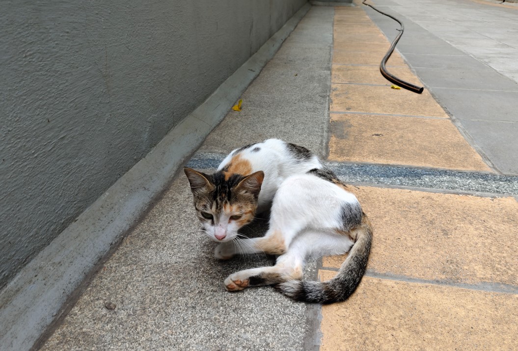 Vivo V29 camera's photo sample. 