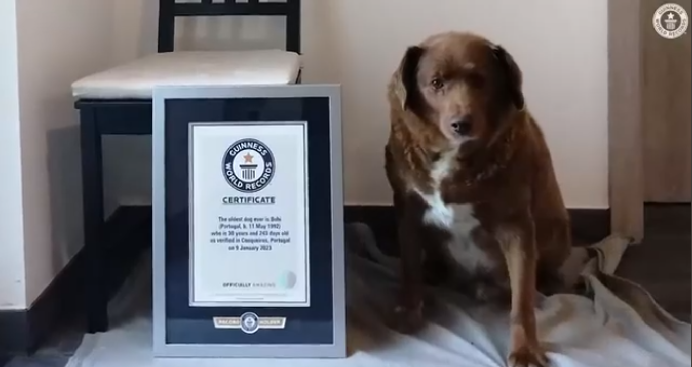 Credit: Guinness World Records