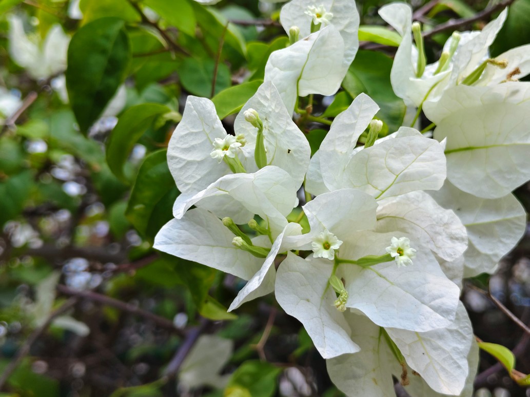 Vivo V29 camera's photo sample. 