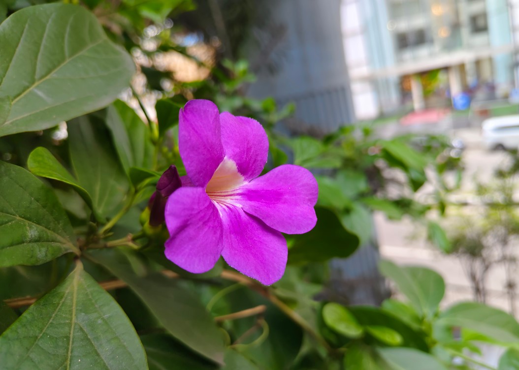 Vivo V29 camera's photo sample. 
