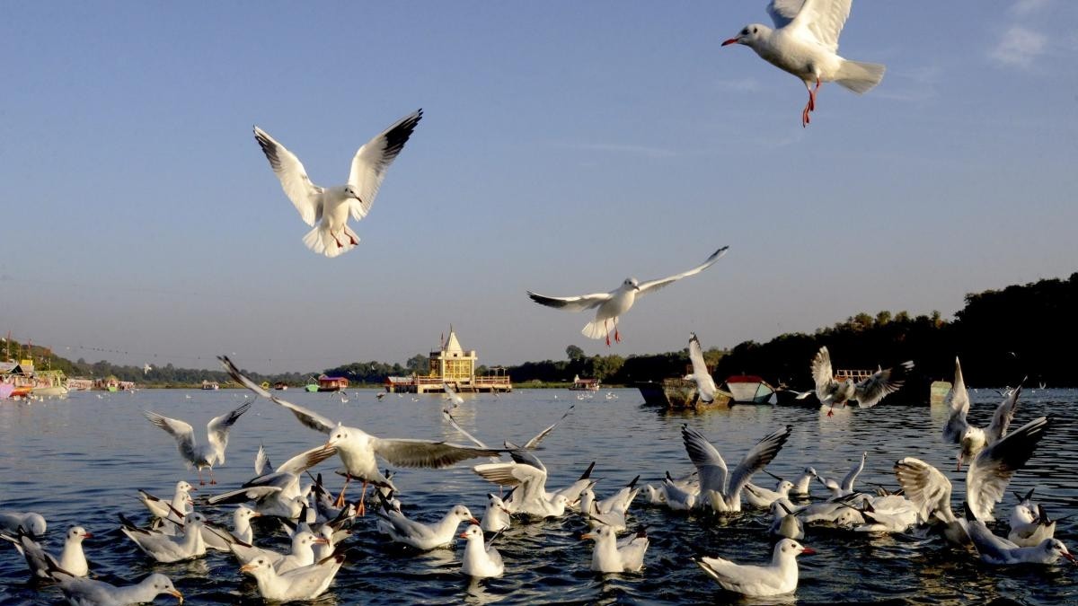 Severe space weather events found to lower migratory birds' numbers