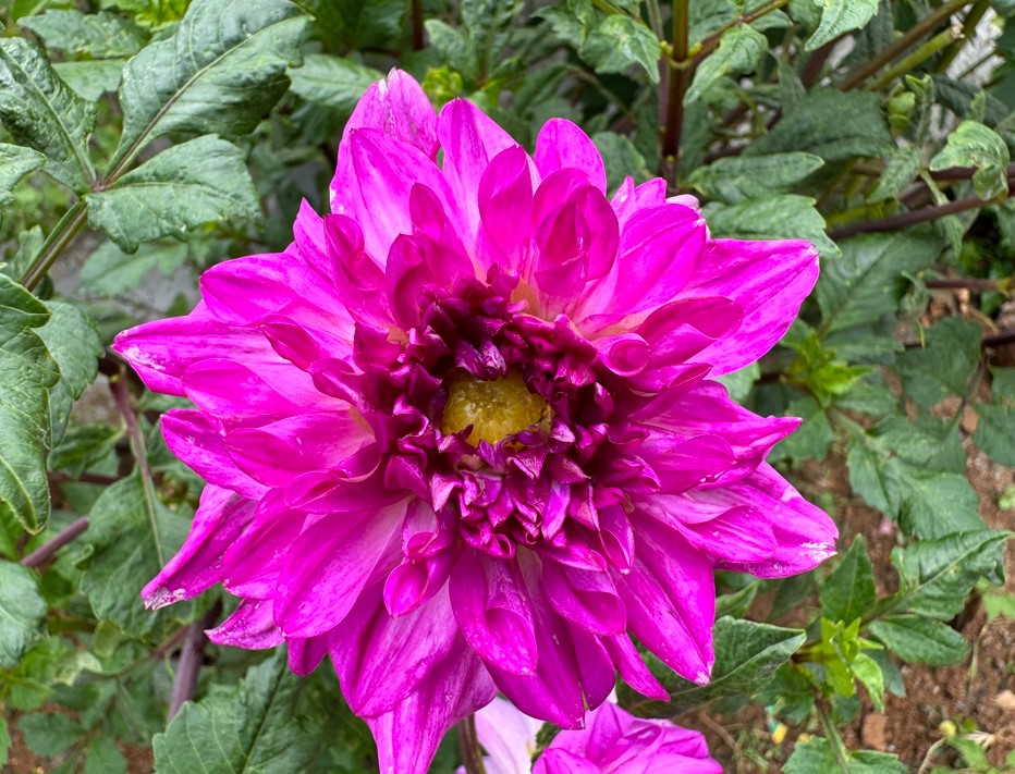 Apple iPhone 15 Pro Max's camera sample photo.