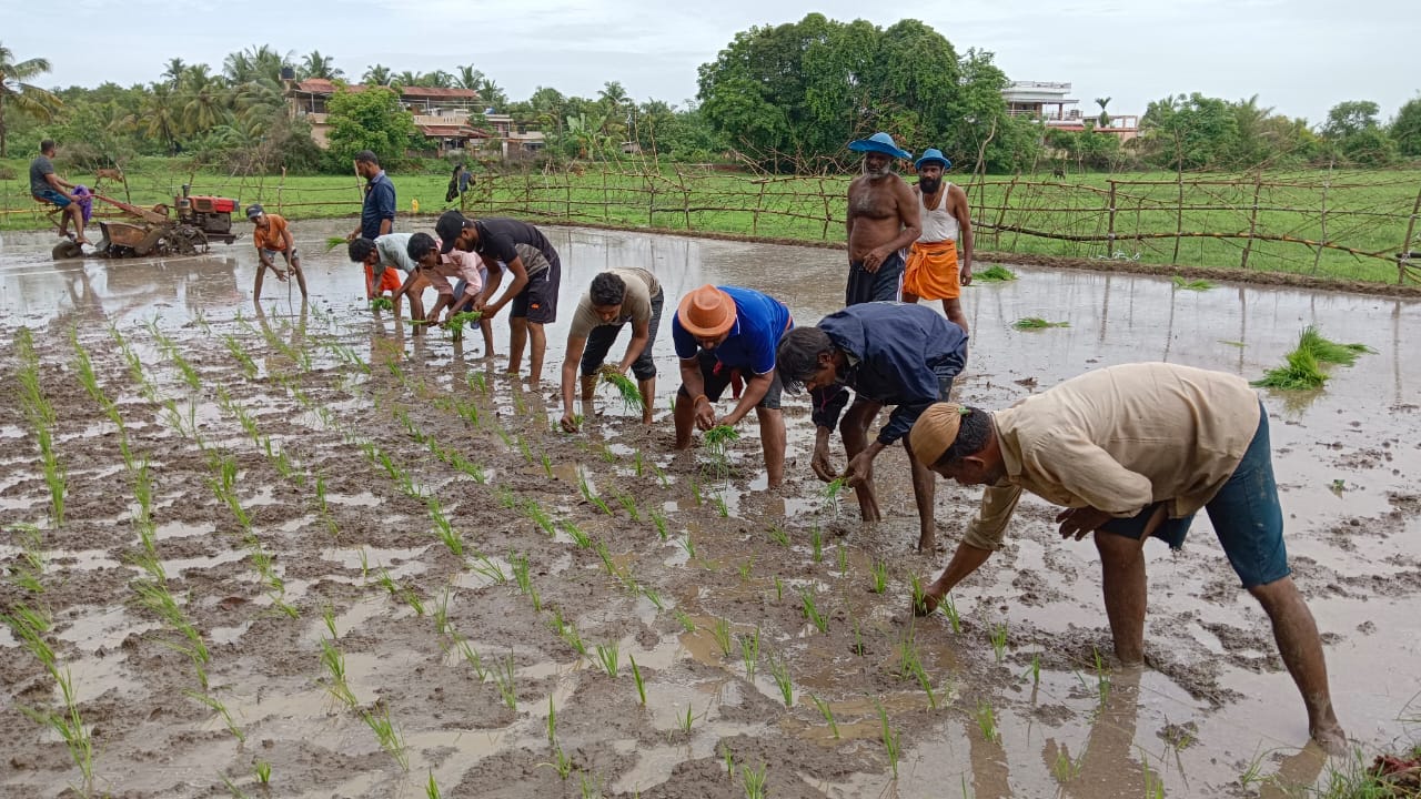 A paddy field managed by the Mahalingeshwara Geleyara Balaga.