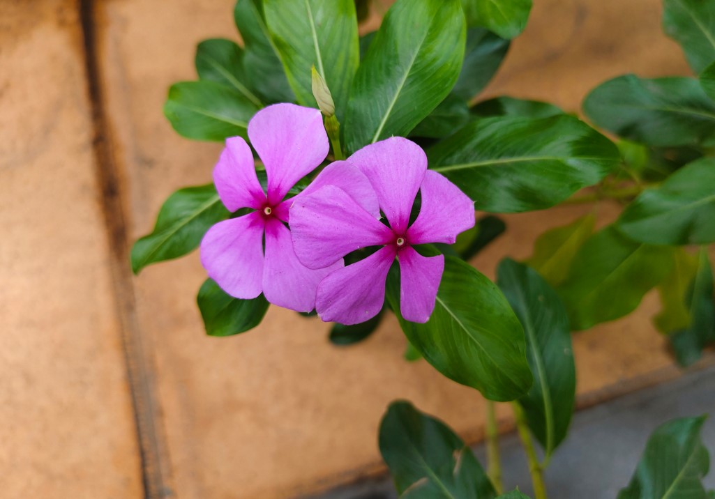 Vivo V29 camera's photo sample. 