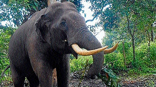 Wild tusker enters Kerala town; 3 injured in ensuing panic