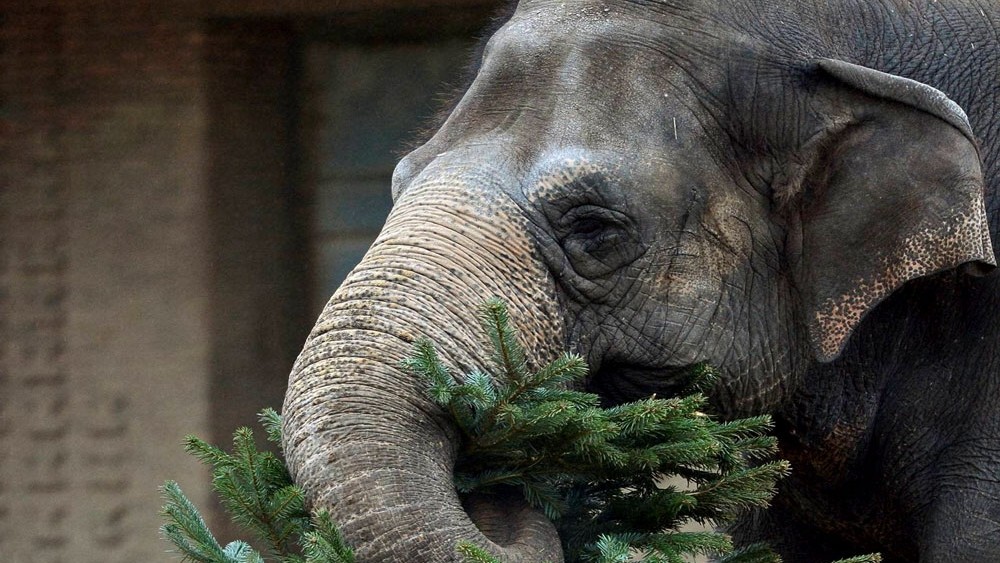 Elephant electrocuted, tigress found dead in Chandrapur forest