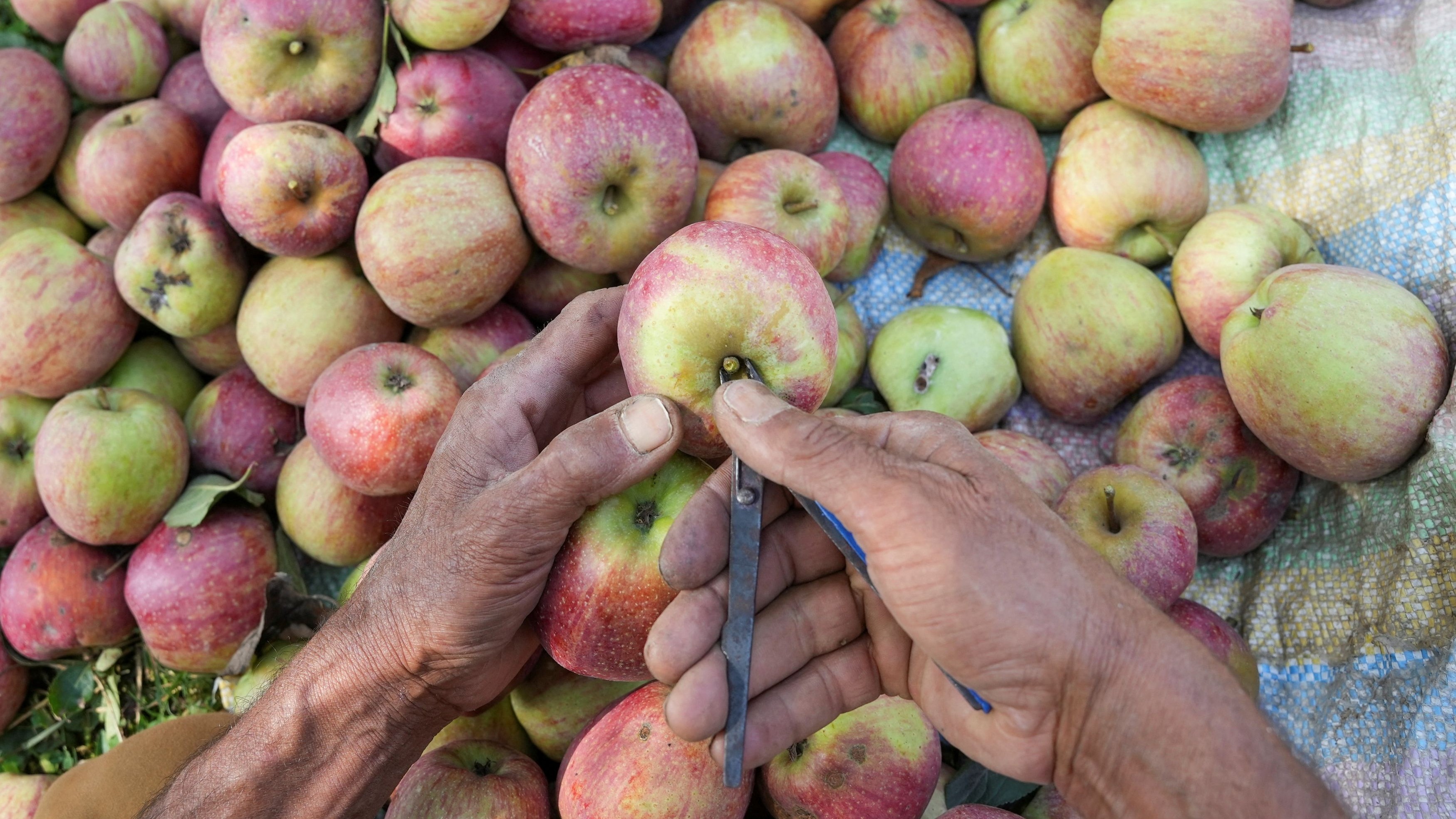 Despite stiff competition, Kashmir apples fetch higher prices