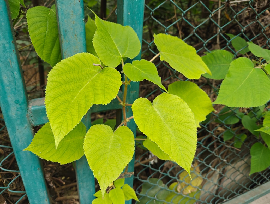 OnePlus Open camera sample.