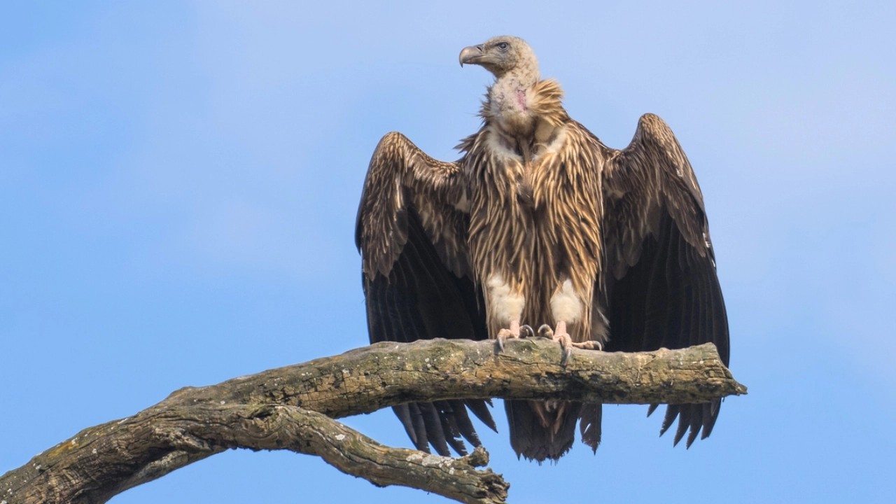 Tiger reserves hold huge potential for conservation of Vultures