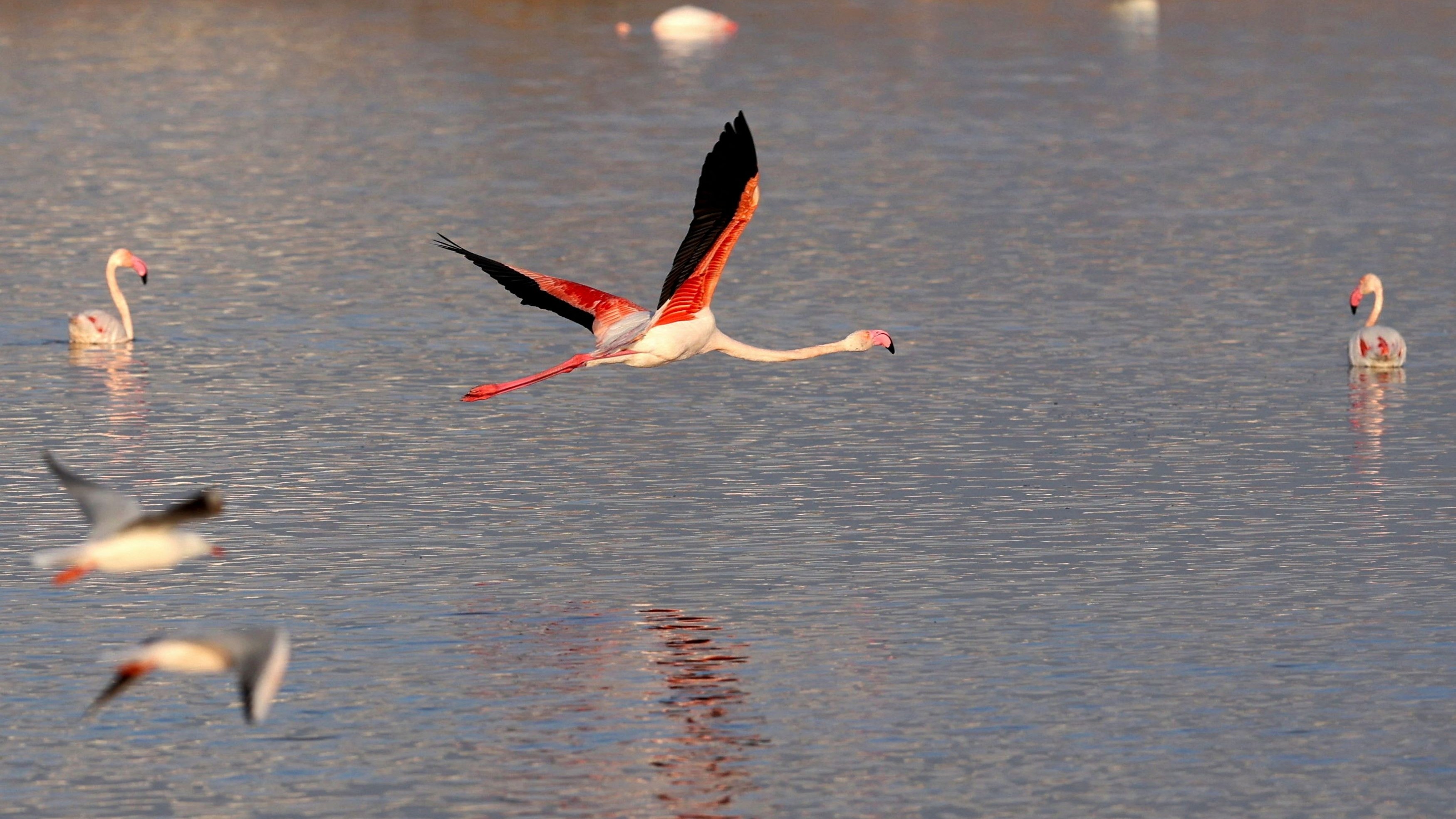 Flamingo Haven Awaits Protection as Migration to Mumbai Lags