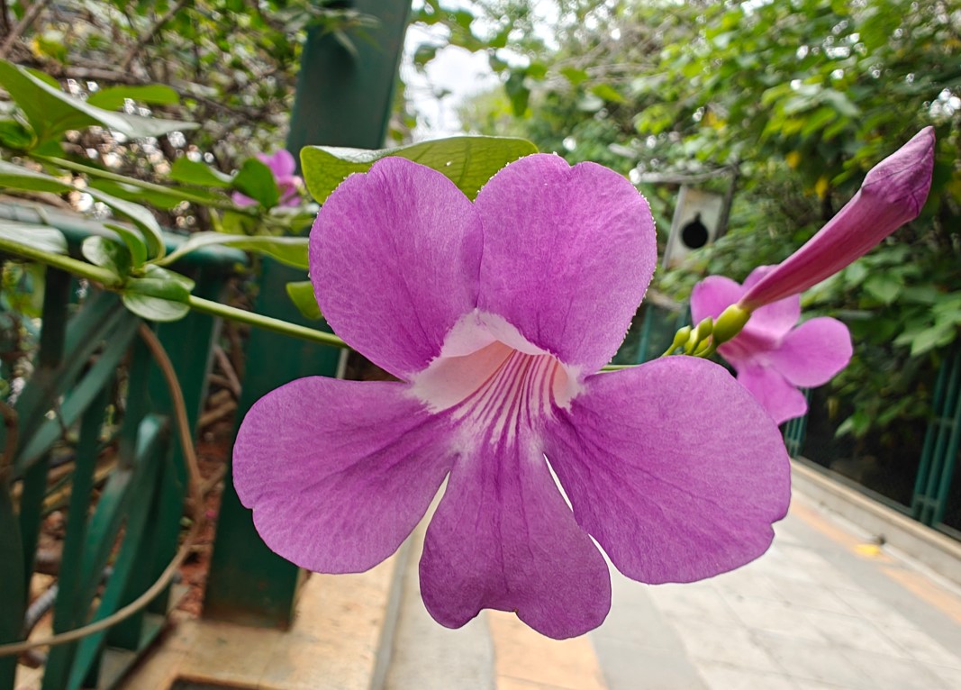 OnePlus Open camera's close-up sample photos.