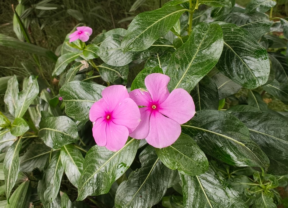 Oppo Find N3 Flip's camera sample.