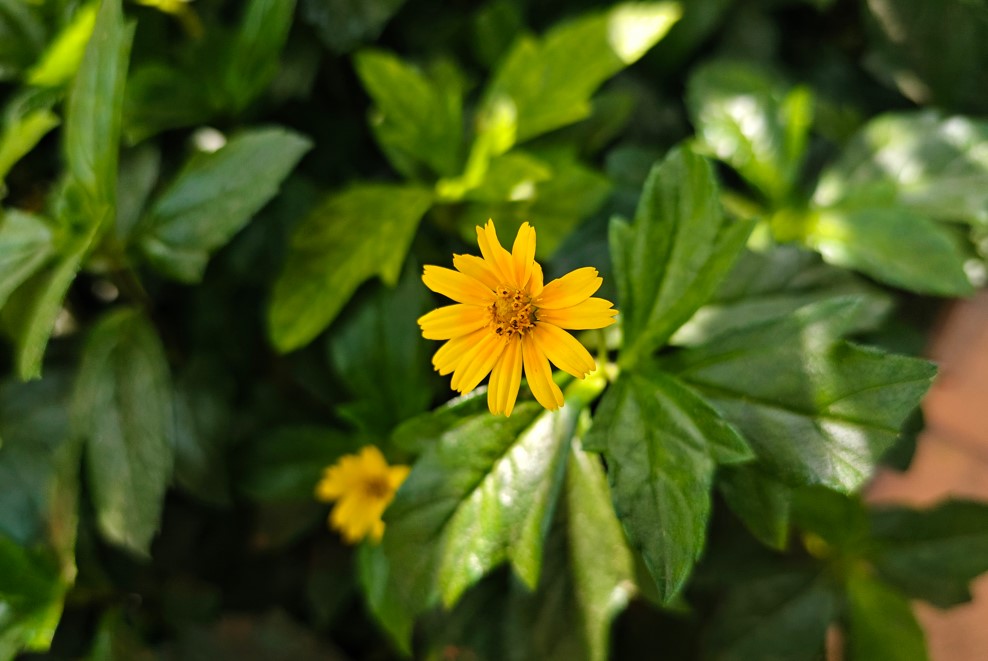 iQOO 12 5G's camera's sample photo.