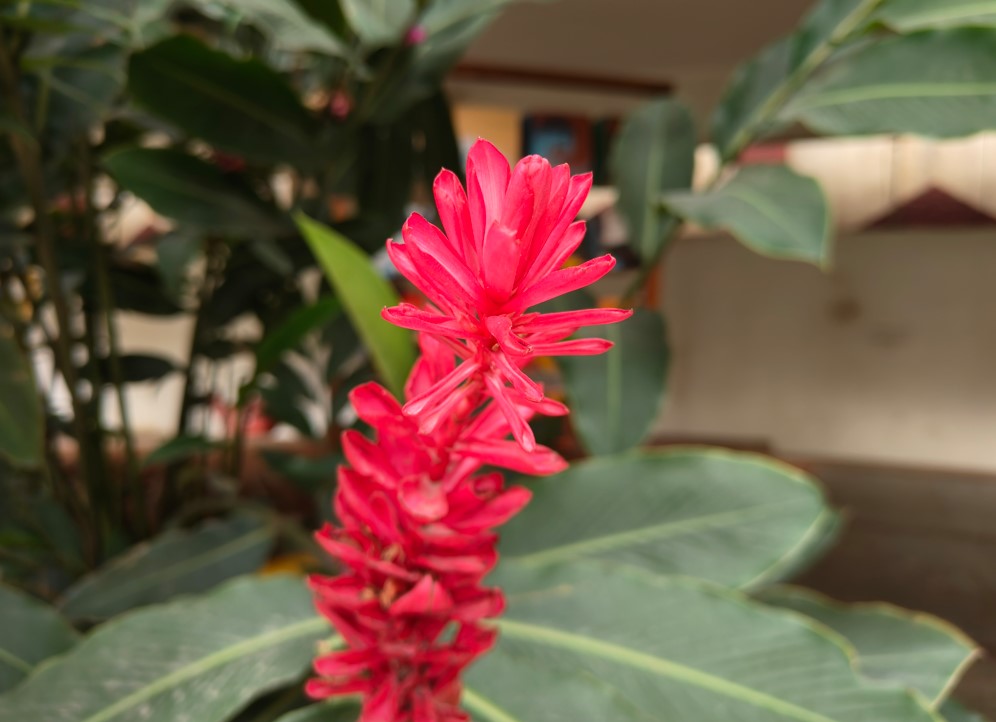 Oppo Find N3 Flip's camera sample. 