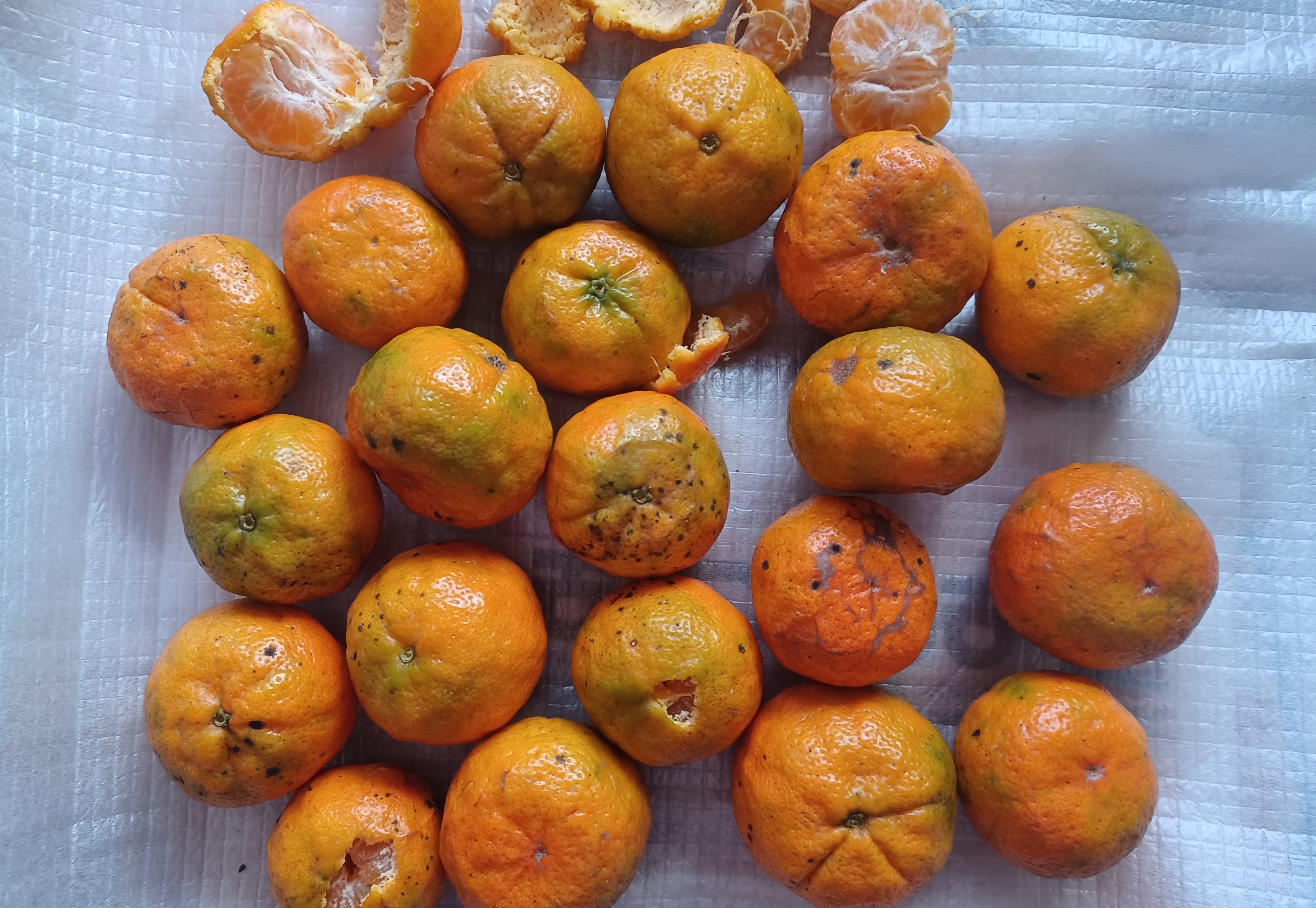 Nayi Kittale oranges on a tree at Nettana in Dakshina Kannada district; Chittagittale oranges. 