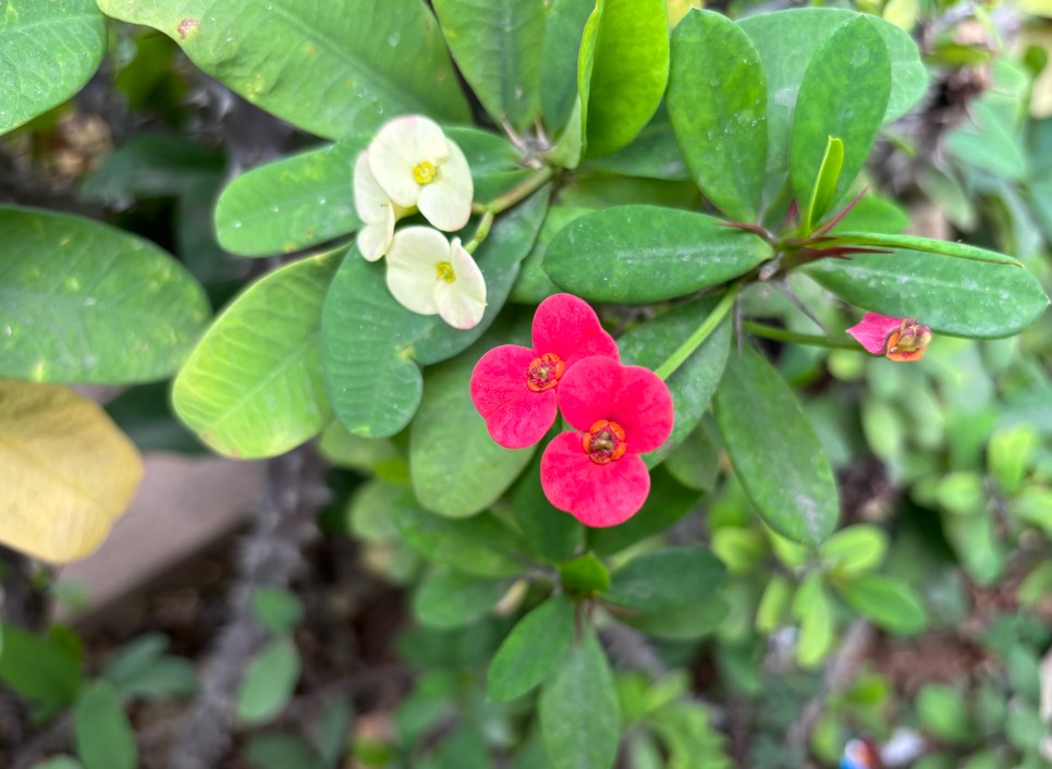 Apple iPhone 15 Plus' sample photo.