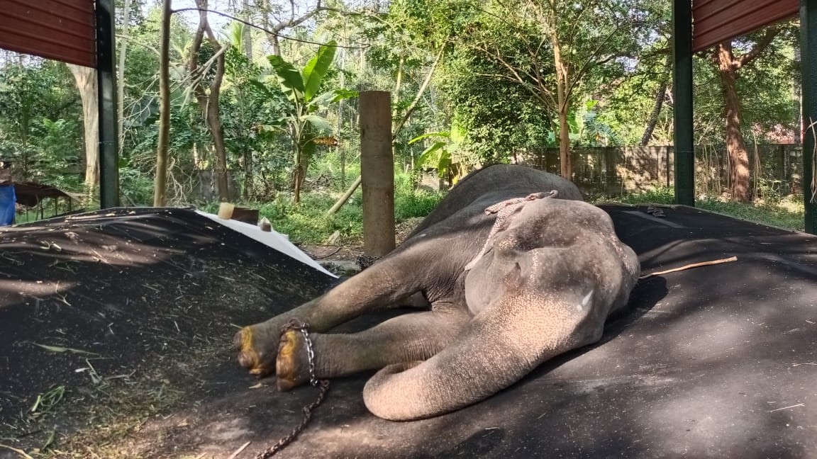 Elephant in Kerala's 'Anakotta' gets rubber bed