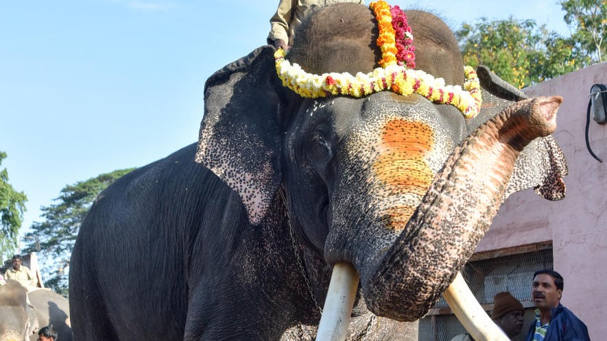 Dasara jumbo Arjuna dies during rescue operation in Sakleshpur