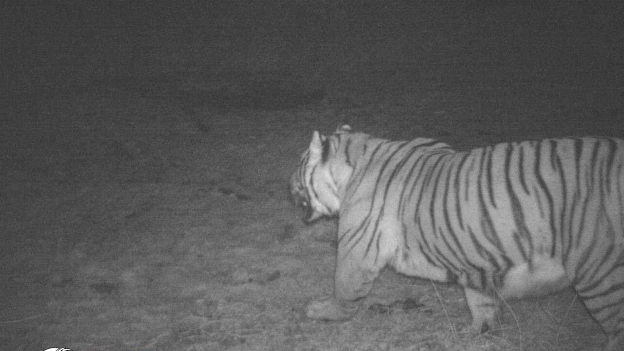 Royal Bengal Tiger spotted in Sikkim at an altitude of 3,640 metre