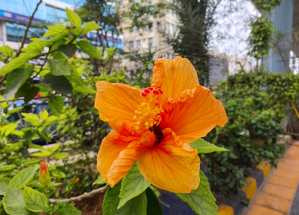 Oppo Find N3 Flip's camera sample.