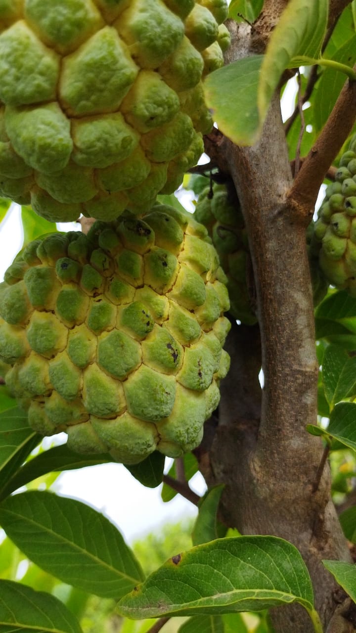 Custard apples in Yadgir