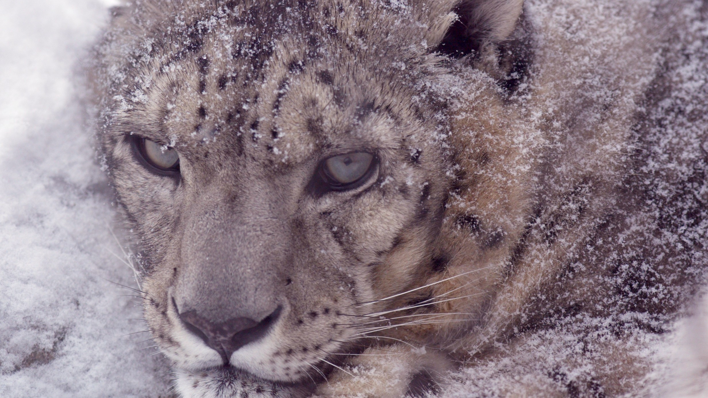 First-ever survey puts India’s snow leopard count at 718