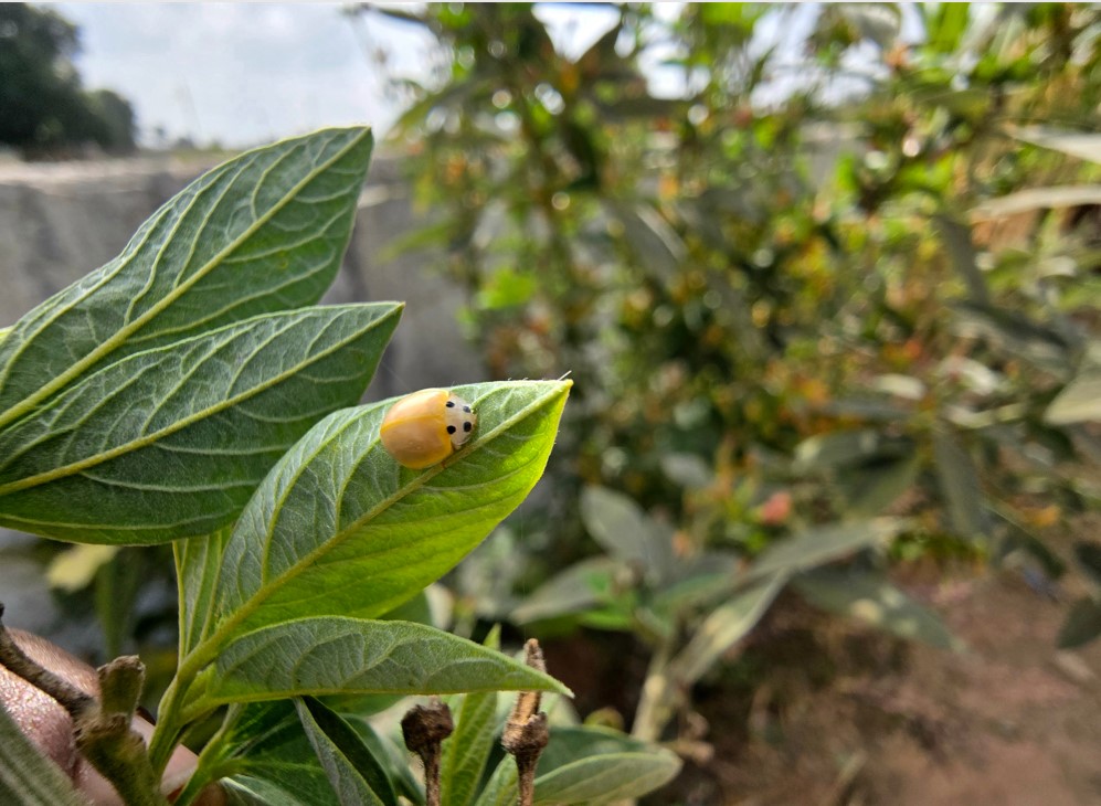 Samsung Galaxy S24 Ultra's camera sample 'Remastered' to get sharper image quality.
