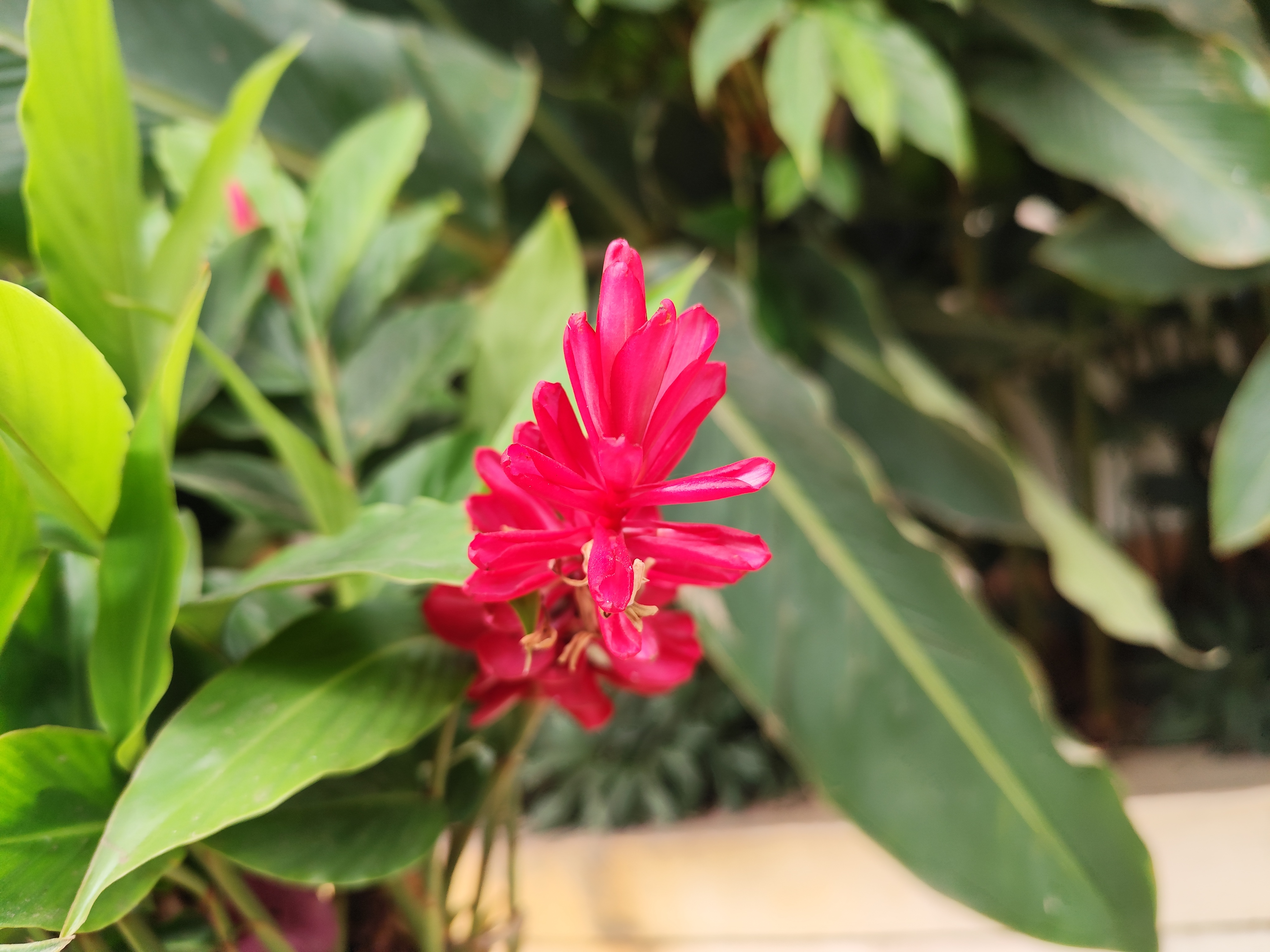 Redmi Note 13 Pro's camera sample.