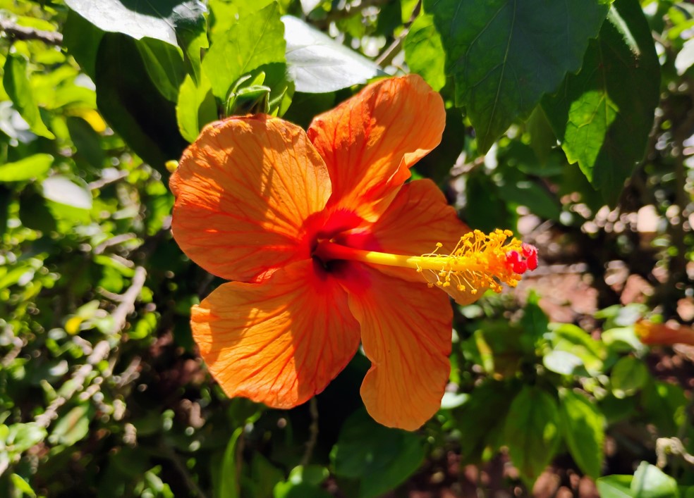 Motorola Moto G34 5G's camera sample.