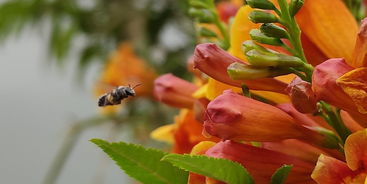 Redmi Note 13 Pro's camera sample (Zoomed in with editing app to review how good the minute details are captured)