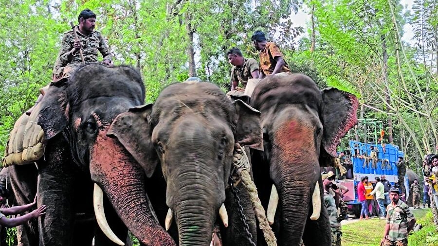 Capturing elephants is no solution