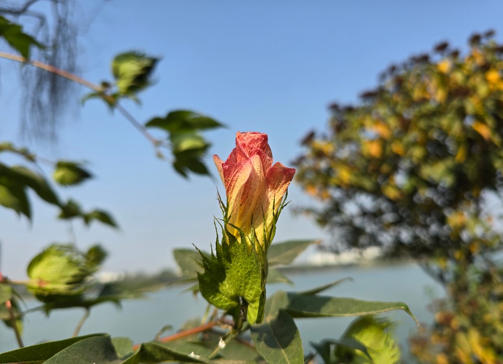 Samsung Galaxy S24 Ultra's camera sample.